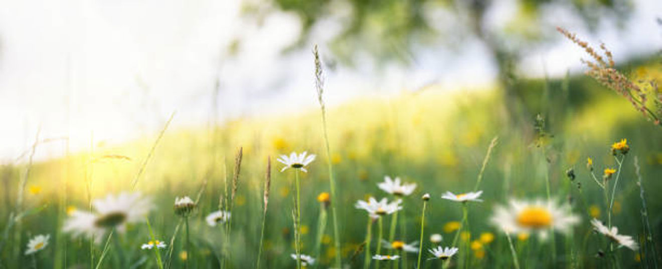 En blomstereng